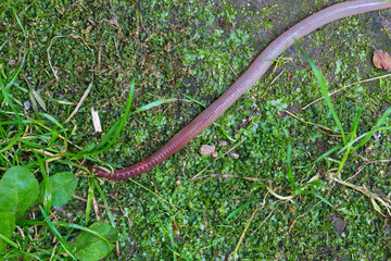 Useful Earthworm in the Nature 
