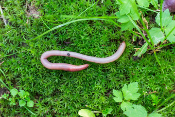 Useful Earthworm in the Nature 