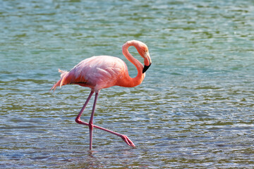 Flamingos in the Galápagos Islands
