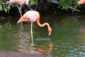 Flamingos in the Galápagos Islands