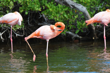 Flamingos in the Galápagos Islands