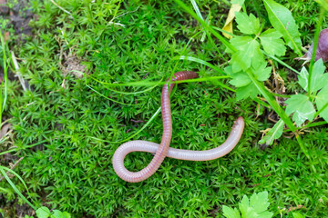 Useful Earthworm in the Nature 