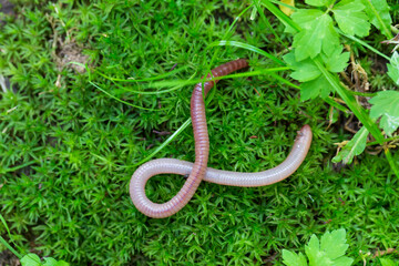 Useful Earthworm in the Nature 