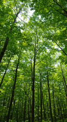 Obraz premium Carbon Sequestration Forest