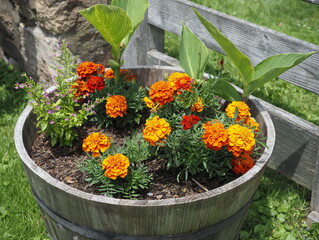 The bright flowers are in the pottery which is on the ground.