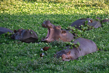 Hippos in South Luangwa National Park, Zambia