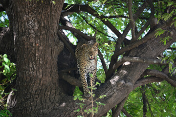 Leopard in South Luangwa National Park, Zambia
