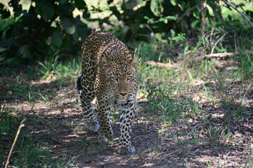 Leopard in South Luangwa National Park, Zambia