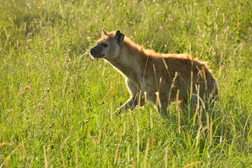 Hyena in Golden Hour Light in Serengeti National Park, Tanzania
