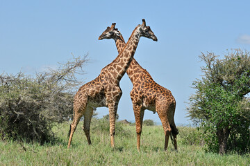 Giraffes Crossing Necks in Serengeti National Park, Tanzania
