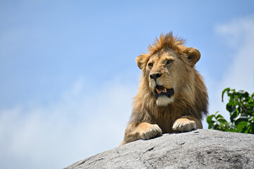 Lion Resting in Serengeti National Park, Tanzania

