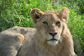 Young Male Lion in Ngorongoro Crater, Tanzania