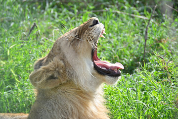 Young Male Lion Yawning in Ngorongoro Crater, Tanzania
