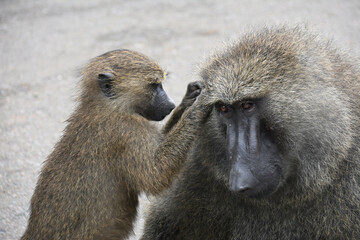 Baby Baboon Grooming Father in Kibale National Park, Uganda
