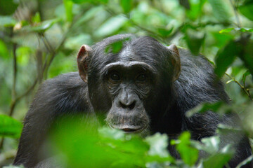 Chimpanzee Portrait in Kibale National Park, Uganda