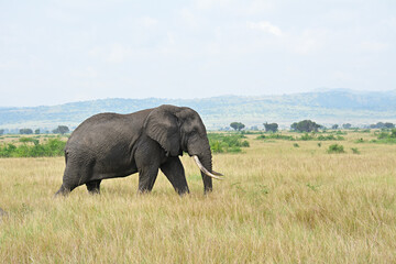 Elephant with Large Tusks Walking in Queen Elizabeth National Park, Uganda
