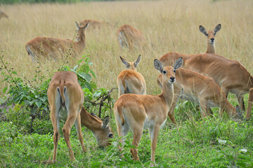 Curious Reedbucks in Queen Elizabeth National Park, Uganda
