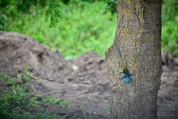 Blue-Headed Agama in Queen Elizabeth National Park, Uganda