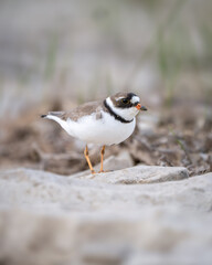 Semipalmated Plover