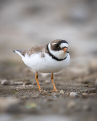 Semipalmated Plover