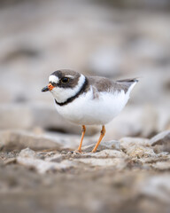 Semipalmated Plover