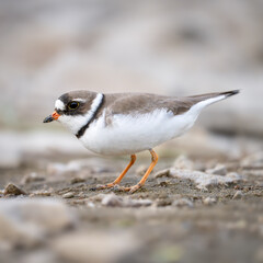 Semipalmated Plover