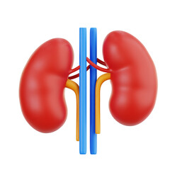 Kidney