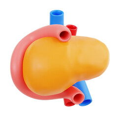 pancreas