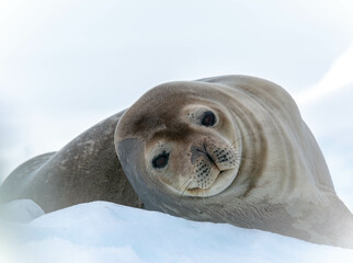 Weddell Seal Resting on Ice in Antarctica