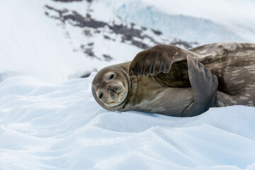 Weddell Seal Resting on Ice in Antarctica