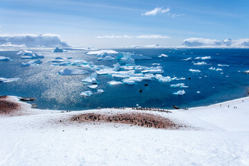 Ice bergs and gentoo penguin colony, Antartica