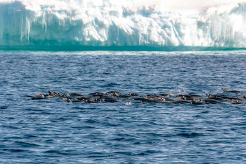 Swimming Gentoo Penguins, Antartica
