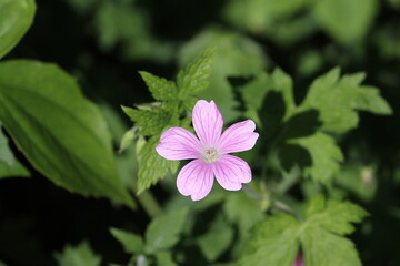 Geranium endressii, commonly called Endres cranesbill or French crane's-bill, is a species of hardy flowering herbaceous or semi-evergreen perennial plant in the genus Geranium, family Geraniaceae. 
