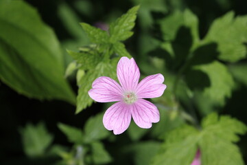 Geranium endressii, commonly called Endres cranesbill or French crane's-bill, is a species of hardy...