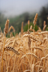 Fototapeta premium wheat field in the wind