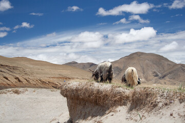 sheeps in the mountains