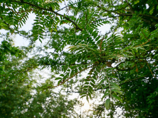 carob tree against the sky background