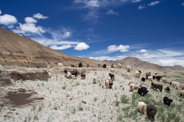sheep in the mountains