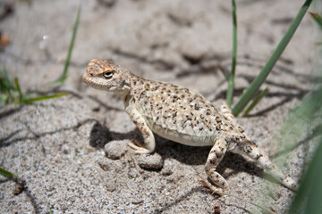 Lizards in the Desert