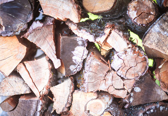 Firewood pile on green grass.