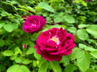 French Rose Flower 04