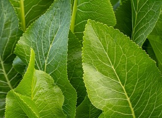 Close-up of fresh horseradish leaves. Green foliage with detailed texture. Culinary and medicinal plant used in traditional and natural recipes