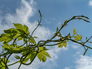 Hop plant (Humulus lupulus) young shoots and leaves against the sky, climbing vine used in brewing