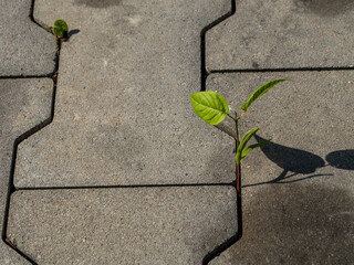 Green plant sprouting through concrete pavement, symbolizing resilience and nature’s power in...