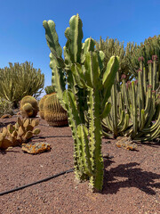 Open space with various types of cacti on an arid island.