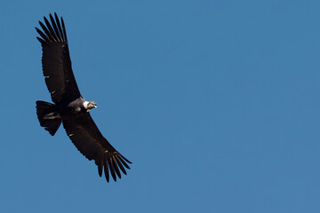 majestic Andean condor rides the thermals with ancient grace. A symbol of freedom and power, this sacred bird watches over one of the world’s deepest canyons,a true icon of Colca Peru.