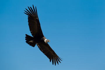 majestic Andean condor rides the thermals with ancient grace. A symbol of freedom and power, this sacred bird watches over one of the world’s deepest canyons,a true icon of Colca Peru.