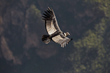 majestic Andean condor rides the thermals with ancient grace. A symbol of freedom and power, this sacred bird watches over one of the world’s deepest canyons,a true icon of Colca Peru.