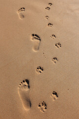 A man and his dog. Perfect human and dog footprints side by side in wet golden beach sand.