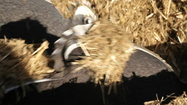 A feed mixer churns and blends silage to create a Total Mixed Ration (TMR) for livestock. A shot of agricultural technology and animal feed production.